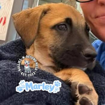 Mixed Breed Dogs Available for Adoption in Omaha, Nebraska - The M Litter: Marley | PetCurious