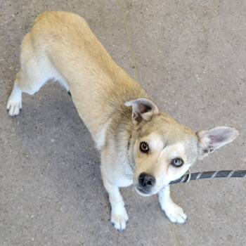 Mixed Breed Dogs Available for Adoption in Las Cruces, New Mexico - 105632 | PetCurious