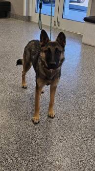 German Shepherd Dog Dogs Available for Adoption - A134433 | PetCurious
