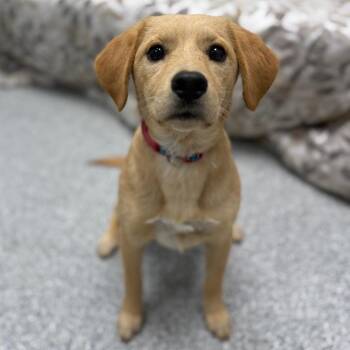 Yellow Labrador Retriever and Mixed Breed Dogs Available for Adoption - Hank | PetCurious