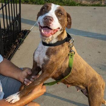 PUZZLE -  Labrador Retriever and Mixed Breed Dog for Adoption in St. Louis, Missouri - PUZZLE | PetCurious