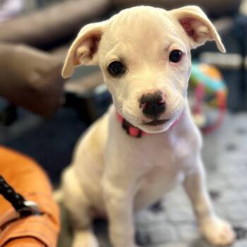 Rescue Pit Bull Terrier and Chihuahua Dogs for Adoption in Phoenix, Arizona - Patty | PetCurious