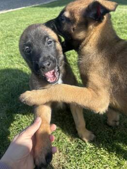 Belgian Shepherd Malinois and Shepherd Dogs Available for Adoption in Wildomar, California - Allie | PetCurious