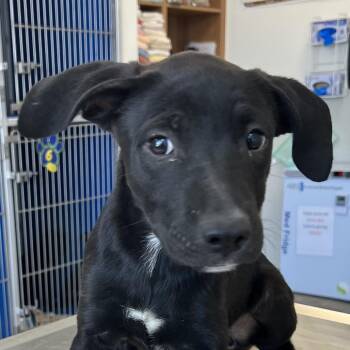 Carmit -  Mixed Breed Dog for Adoption in Las Cruces, New Mexico - Carmit | PetCurious