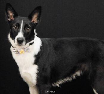 Sapphire -  Border Collie Dog for Adoption in Newland, North Carolina - Sapphire | PetCurious