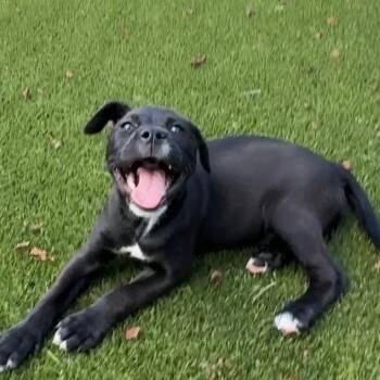 Joey -  Pit Bull Terrier Dog for Adoption in Charlotte, North Carolina - Joey | PetCurious