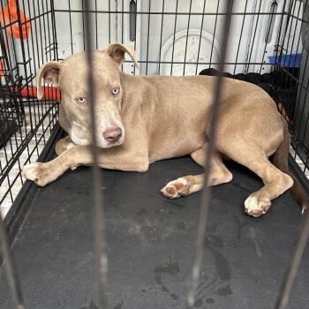 Rescue Terrier Dogs for Adoption in St. Louis, Missouri - Hocus Pocus | PetCurious