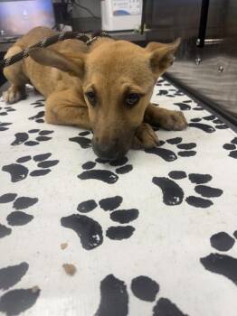 04755b June -  Shepherd and Mixed Breed Dog for Adoption in North Charleston, South Carolina - 04755b June | PetCurious