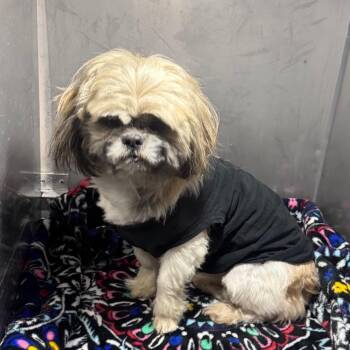 Mixed Breed Dogs Available for Adoption - Bubbles | PetCurious