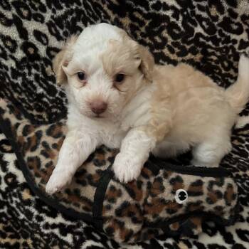 Miniature Poodle Dogs Available for Adoption - Peanut | PetCurious