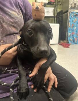 Rescue Rat Terrier and Pit Bull Terrier Dogs for Adoption in Indianapolis, Indiana - SPHYNX | PetCurious