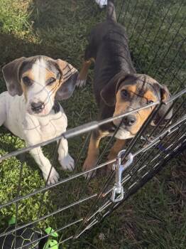 Simon and Alvin -  Mixed Breed Dog for Adoption in Lexington, Kentucky - Simon And Alvin | PetCurious