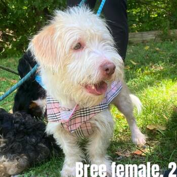 Bree -  Terrier and Mixed Breed Dog for Adoption in Fredericksburg, Virginia - Bree | PetCurious