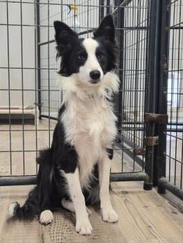 Rowdy -  Australian Shepherd Dog for Adoption in Bolivar, Missouri - Rowdy | PetCurious