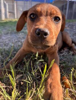Rescue Mixed Breed Dogs for Adoption in Converse, Texas - Bubbles | PetCurious
