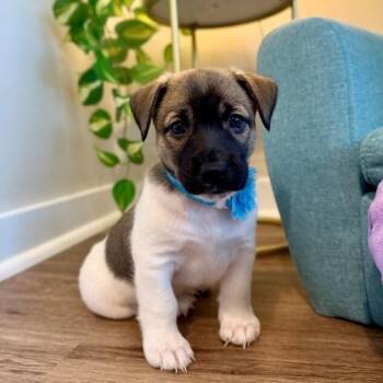 Rabbit Pooh Cuddle Bug -  Jack Russell Terrier and Chihuahua Dog for Adoption in Friendswood, Texas - Rabbit Pooh Cuddle Bug | PetCurious