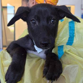 Ribbon -  Shepherd and Labrador Retriever Dog for Adoption in Nashville, Tennessee - Ribbon | PetCurious