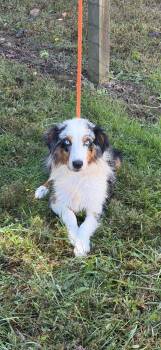 Cheeto -  Australian Shepherd Dog for Adoption in Maynardville, Tennessee - Cheeto | PetCurious