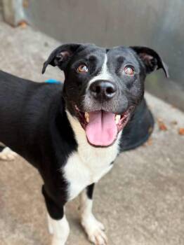 Cold Brew -  Labrador Retriever Dog for Adoption in Chicago, Illinois - Cold Brew | PetCurious