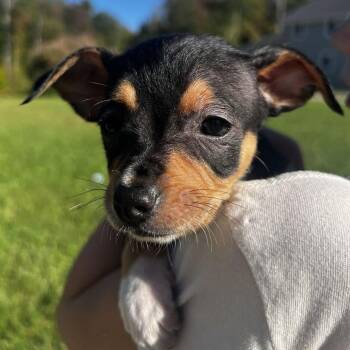 Dragonfly -  Chihuahua Dog for Adoption in Enfield, New Hampshire - Dragonfly | PetCurious
