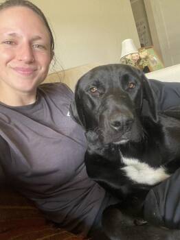 Divis / Stone -  Labrador Retriever and Mixed Breed Dog for Adoption in Broomfield, Colorado - Divis / Stone | PetCurious