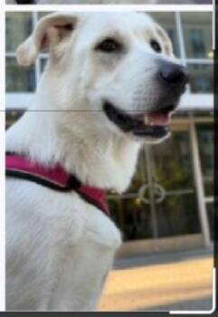 Labrador Retriever Dogs Available for Adoption in Houston, Texas - Pia | PetCurious