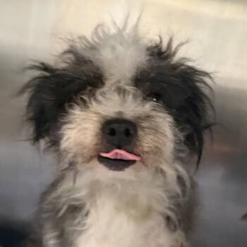 Miniature Poodle Dogs Available for Adoption in Jacksonville, Arkansas - Gemma | PetCurious