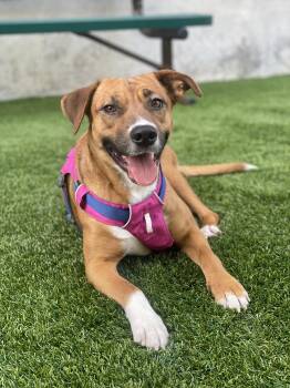 Hound Dogs Available for Adoption in Houston, Texas - Rosie | PetCurious