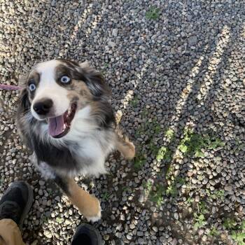 Australian Shepherd Dogs Available for Adoption in Rexburg, Idaho - Brinko | PetCurious