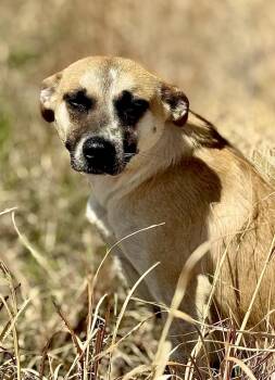 Australian Cattle Dog Blue Heeler Dogs Available for Adoption in Littleton, Colorado - Adelaide | PetCurious
