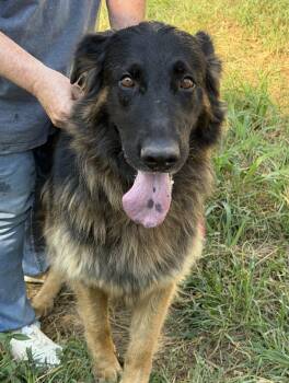 Tank -  German Shepherd Dog Dog for Adoption in Blue Springs, Missouri - Tank | PetCurious