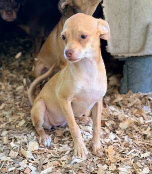 KIMMIE -  Chihuahua and Miniature Pinscher Dog for Adoption in Fosters, Alabama - KIMMIE | PetCurious