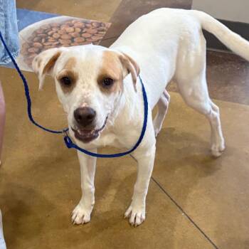 Prudence 060511U -  Terrier and Mixed Breed Dog for Adoption in Tupelo, Mississippi - Prudence 060511U | PetCurious