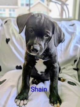 Shaun -  Labrador Retriever Dog for Adoption in Littleton, Colorado - Shaun | PetCurious