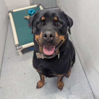 Athena -  Rottweiler Dog for Adoption in Evansville, Indiana - Athena | PetCurious