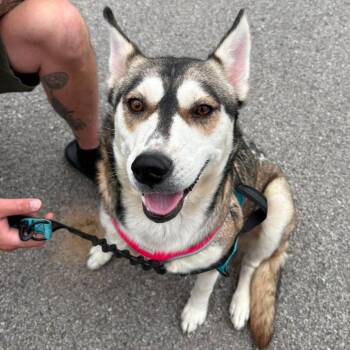Nala -  Mixed Breed Dog for Adoption in Huntington, West Virginia - Nala | PetCurious