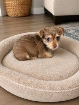 Waffles -  Chihuahua and Yorkshire Terrier Dog for Adoption in Tifton, Georgia - Waffles | PetCurious