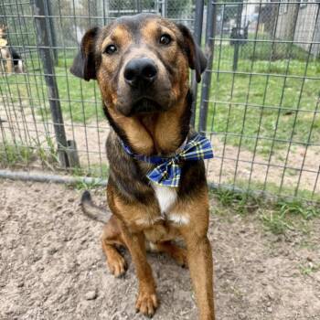 Chavo -  Shepherd Dog Available for Adoption in Pittsburgh, Pennsylvania - Chavo | PetCurious