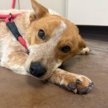 Cattle Dog Dogs Available for Adoption - Merida -in Foster! | PetCurious