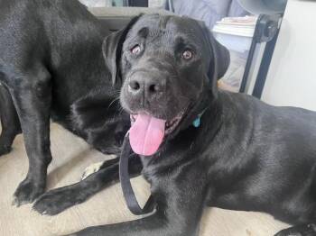 Sinatra-Not Accepting Applications Yet -  Black Labrador Retriever Dog for Adoption in Medina, Ohio - Sinatra-Not Accepting Applications Yet | PetCurious