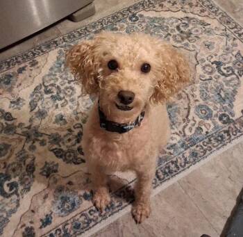 Peloche -  Poodle Dog for Adoption in Fort Wayne, Indiana - Peloche | PetCurious