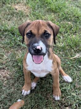 BINDI -  Terrier and Mixed Breed Dog for Adoption in Seale, Alabama - BINDI | PetCurious
