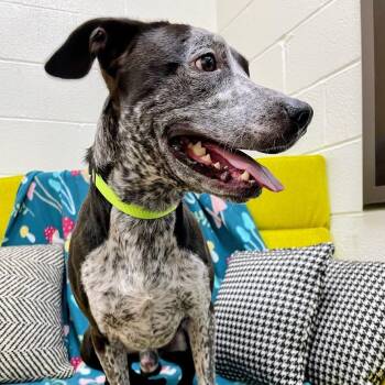 LJ "Leroy" -  Cattle Dog and Catahoula Leopard Dog Dog for Adoption in Lyndhurst, Virginia - LJ "Leroy" | PetCurious