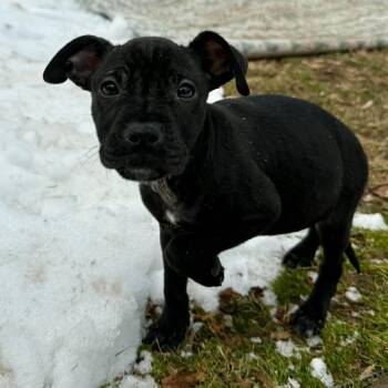 American Staffordshire Terrier and Pit Bull Terrier Dogs Available for Adoption - Puma | PetCurious