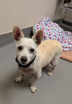 Rescue Chihuahua and Dachshund Dogs for Adoption in Bellevue, Washington - Leo | PetCurious