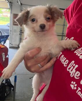 Chihuahua and Pomeranian Dogs Available for Adoption in Grafton, Wisconsin - Beckham | PetCurious