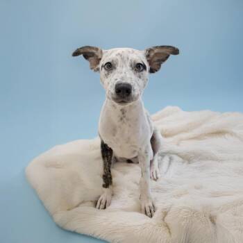 Rescue Pit Bull Terrier and Cattle Dog Dogs for Adoption in Scottsdale, Arizona - Providence | PetCurious