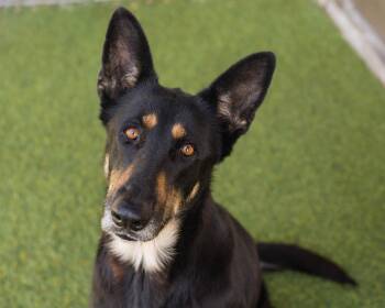 German Shepherd Dog Dogs Available for Adoption - Farrah | PetCurious