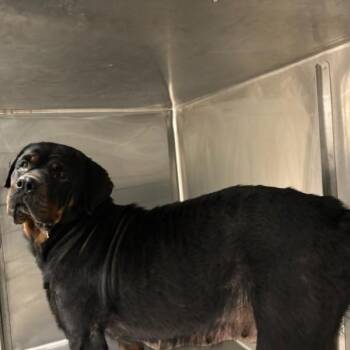 Charlotte -  Rottweiler Dog for Adoption in Des Moines, Iowa - Charlotte | PetCurious