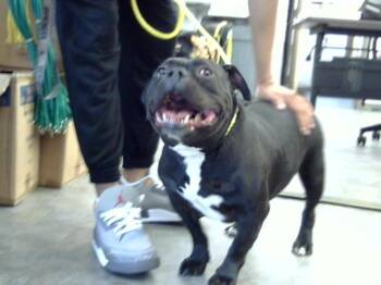 American Bulldog Dogs Available for Adoption in Dallas, Texas - BULLET | PetCurious